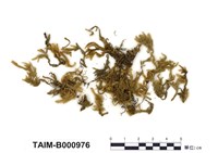 藏品(皺葉粗枝苔)的圖片